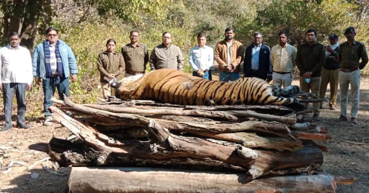Solar Infra Blamed For Madhya Pradesh Tigress's Death. Why It's Alarming