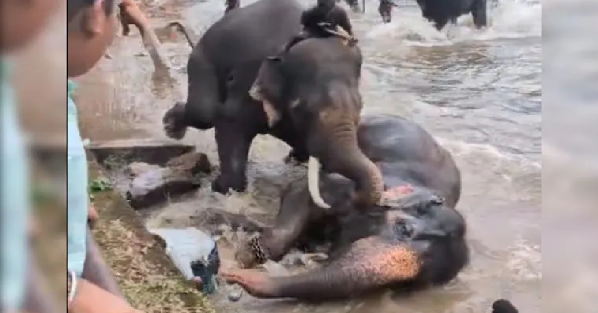 Tourist Trampled Under Two Fighting Elephants At Karnataka Wildlife Camp