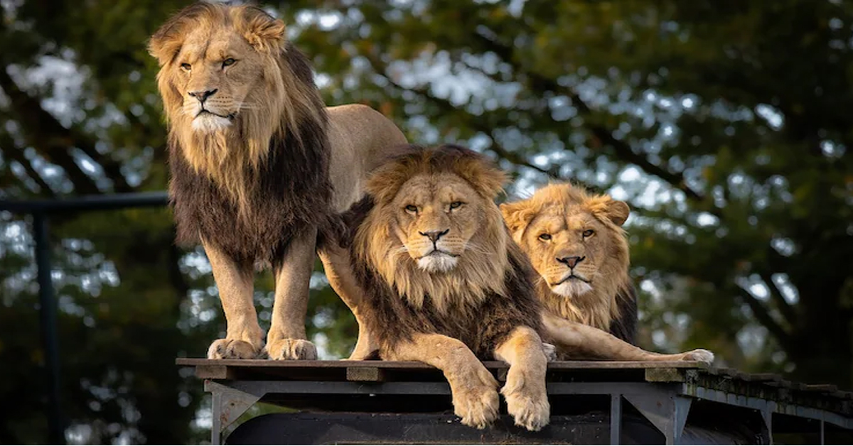 Gujarat's Lion Paradox: Why Big Cat Boom Poses A New Test For Authorities