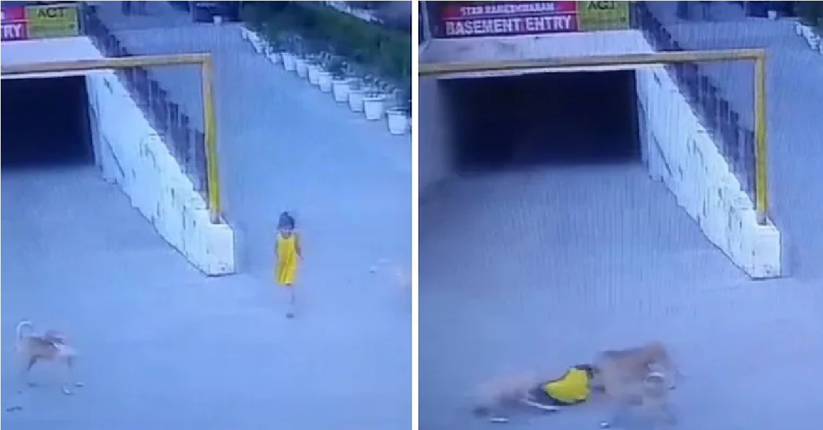 Stray Dogs Attack, Pull, Drag 6-Year-Old Girl In Ghaziabad, Then A Rescue