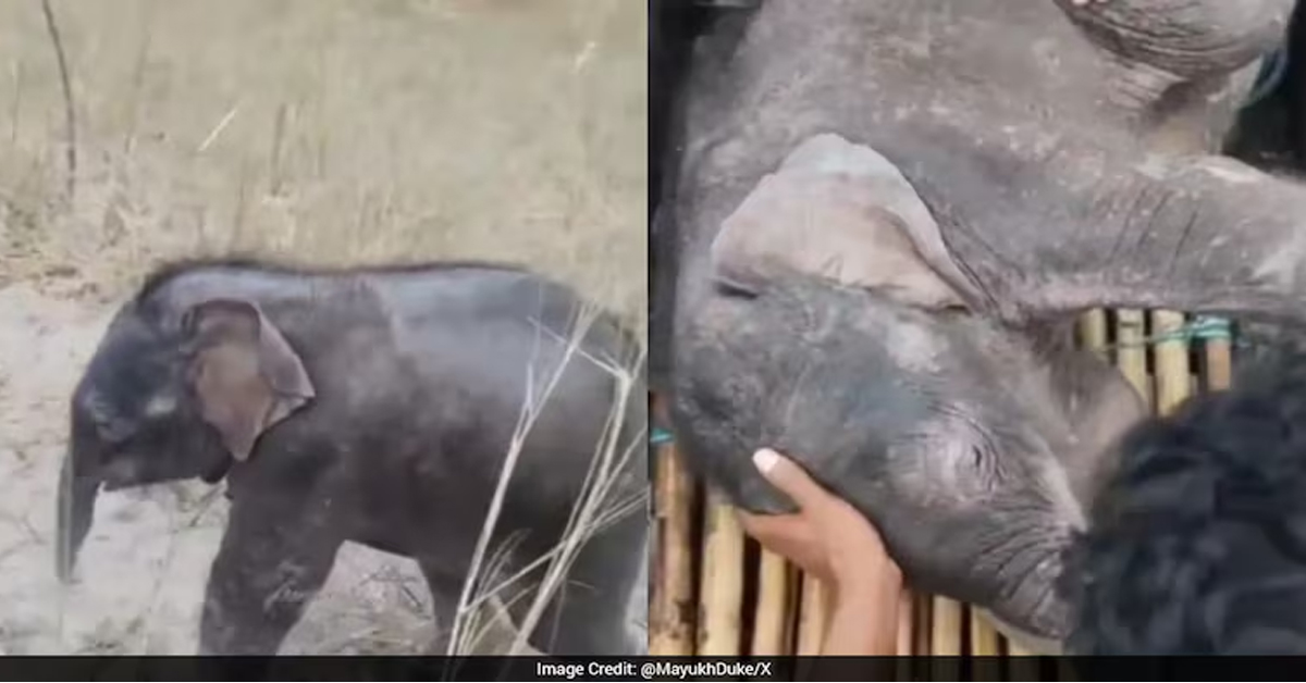 Fishermen Race 3 Km To Rescue Elephant Calf Swept Away In West Bengal River