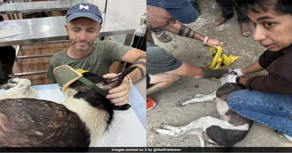 Irish Dog Rescuer Was In India During Stray Dog Protests. What He Found