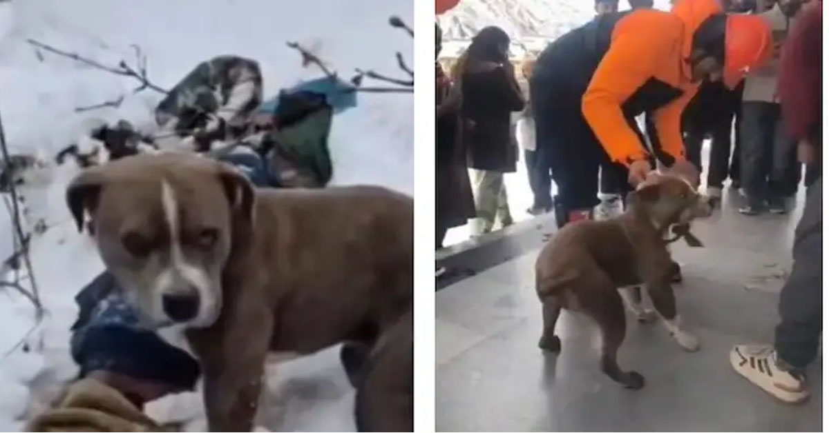 Owner Dies In Himachal Snow, Pet Pitbull Stands Guard For 4 Days