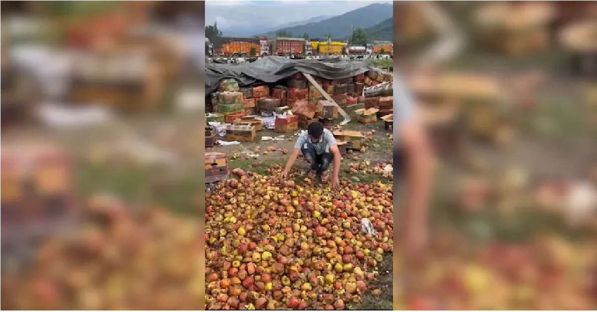 Thousands Of Tonnes Of Apples Rotting In Kashmir Due To Road Closure
